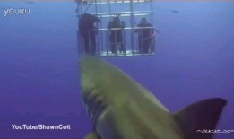 鲨鱼最新爆料视频,揭秘神秘事件内幕