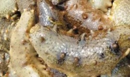 海参哥最新爆料图片大全,图片大全揭秘幕后真相